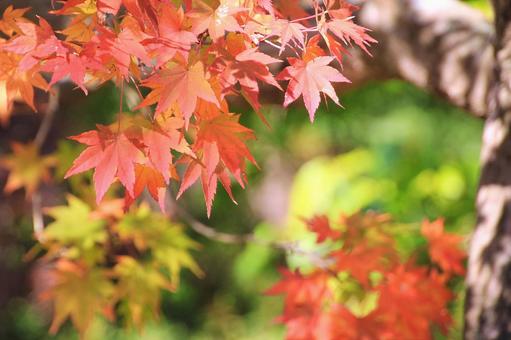Maple leaves, JPG
