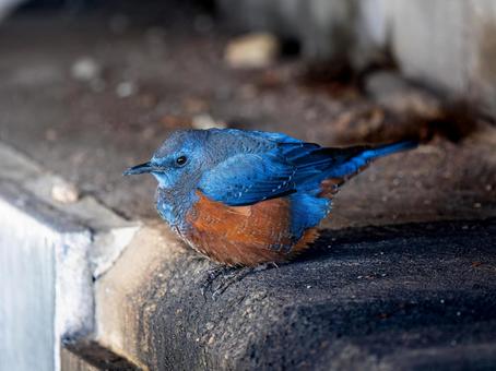 イソヒヨドリのアップ イソヒヨドリのアップ イソヒヨドリ,野鳥,鳥の写真素材