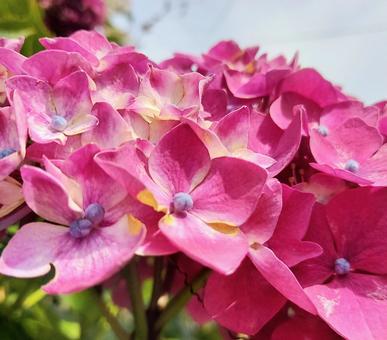 紫陽花 紫陽花の写真