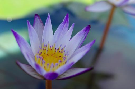 熱帯睡蓮 スイレン 水辺の花 熱帯睡蓮 スイレン 水辺の花の写真