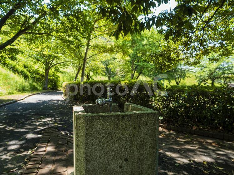新緑の公園の水飲み場 新緑,水飲み場,公園の写真素材