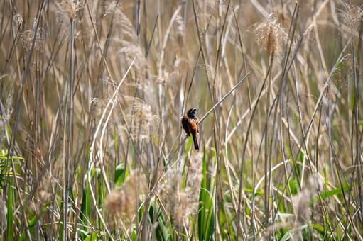藪のホオジロ 藪のホオジロの写真