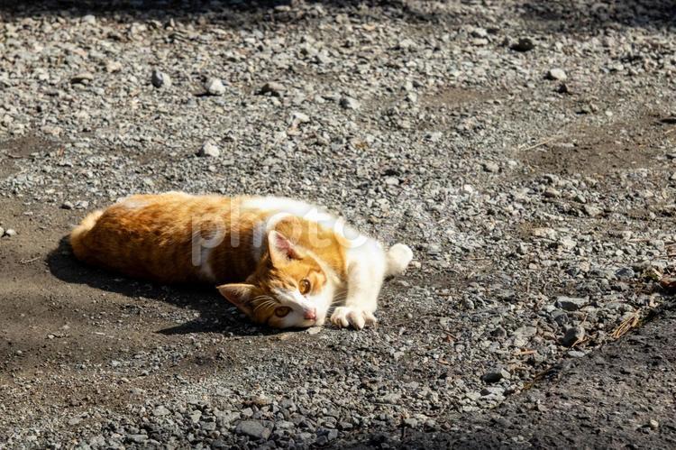 長崎市民の森で出会ったネコ03 猫,ネコ,ねこの写真素材