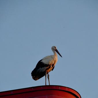 コウノトリ8 コウノトリ8の写真