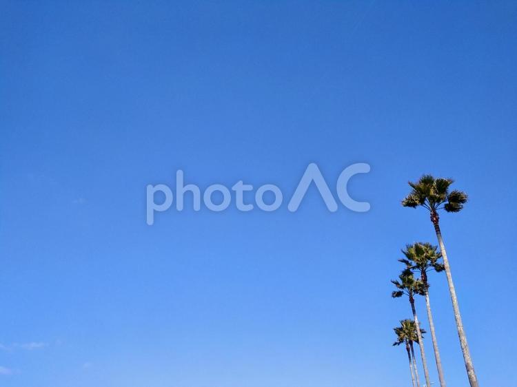 ブルースカイとヤシの木 sky,blue,ブルーの写真素材