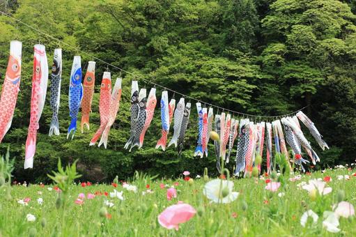 ポピーと鯉のぼり ポピーと鯉のぼり こいのぼり,春,子供の日の写真素材