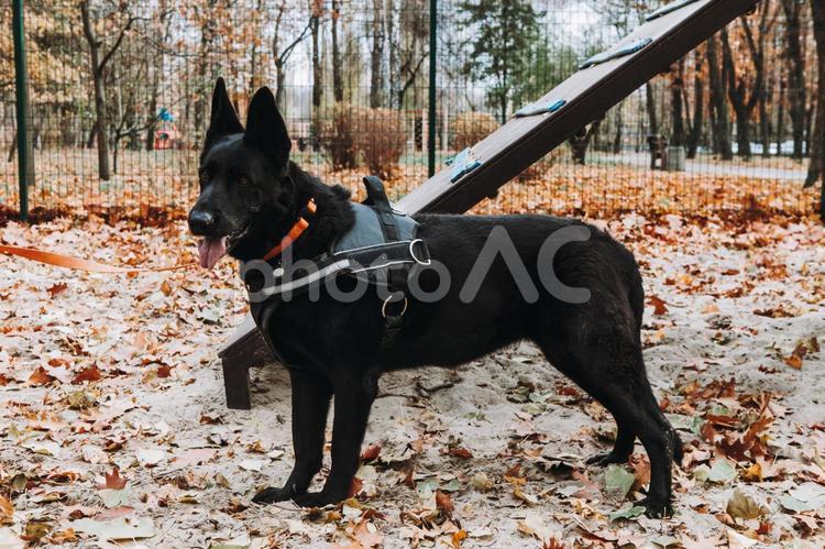 舌を出すシェパード シェパード,犬,首輪の写真素材