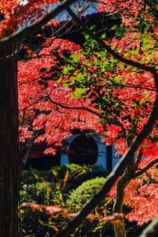 紅葉したモミジ|宝福寺 紅葉したモミジ|宝福寺の写真