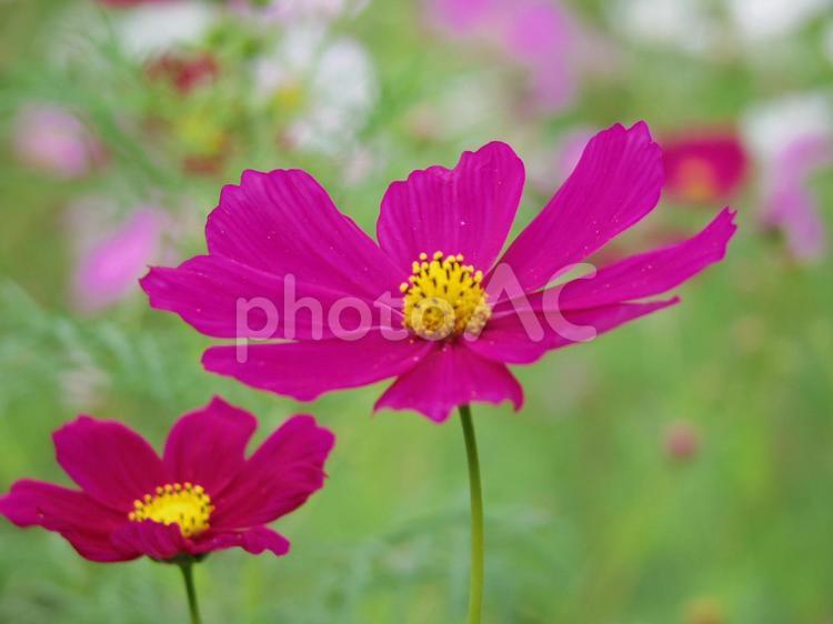 コスモス畑14（熊本県熊本市） コスモス,秋桜,コスモス畑の写真素材
