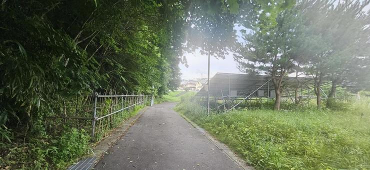 ゆったりとした早朝の林の小道 ゆったりとした早朝の林の小道の写真