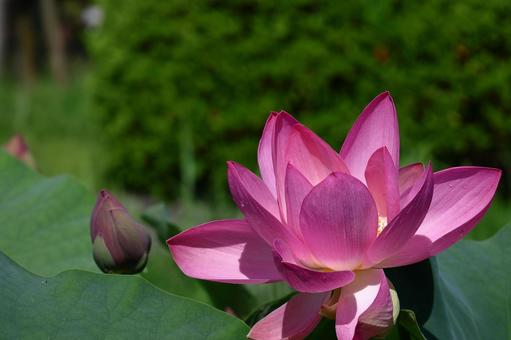 神聖な花 神聖な花 ハス,花,ハス科の植物の写真素材