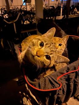 野良猫たち2 猫,ネコ,ねこの写真素材