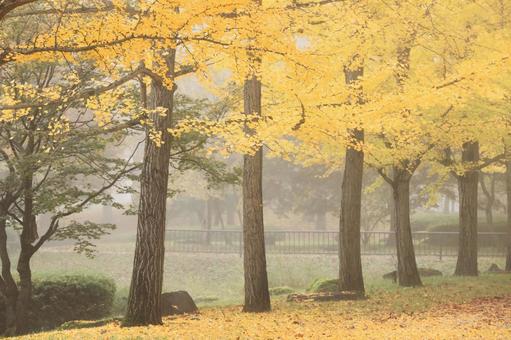 天童運動公園の秋 黄色,植物,秋の写真素材
