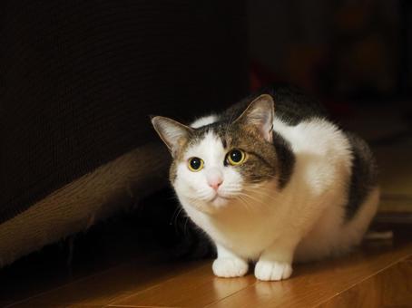 大きな瞳のかわいい猫 猫,ねこ,ペットの写真素材