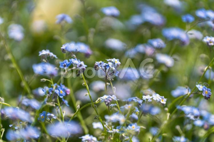 しあわせの村の花壇に咲く勿忘草　 勿忘草,ワスレナグサ,花の写真素材