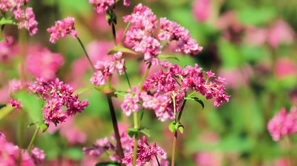 信州の秋 赤い花のソバ畑 信州の秋 赤い花のソバ畑の写真