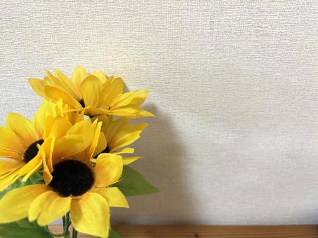 ひまわり|壁際1 ひまわり|壁際1の写真