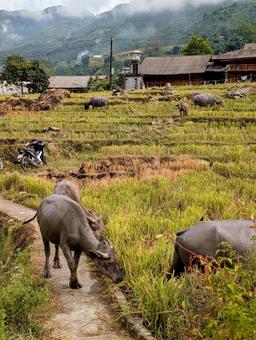 ベトナム　サパ ベトナム,サパ,vietnamの写真素材