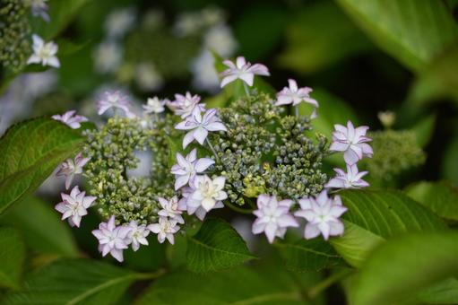 アジサイ(紫陽花) アジサイ(紫陽花) アジサイ,紫陽花,あじさいの写真素材