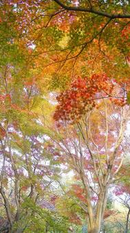 紅葉-1350 紅葉,モミジ,赤の写真素材