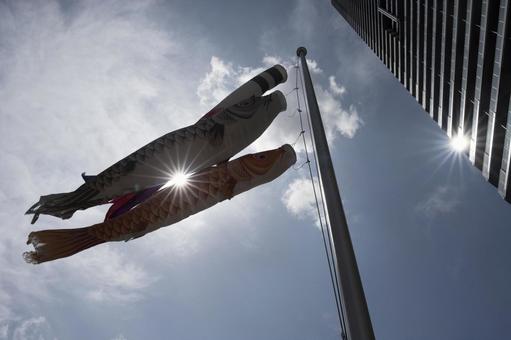 空に舞う鯉のぼり 鯉のぼり,太陽,空の写真素材