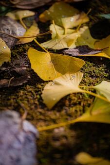 北海道　札幌市の紅葉 北海道,北,札幌市の写真素材