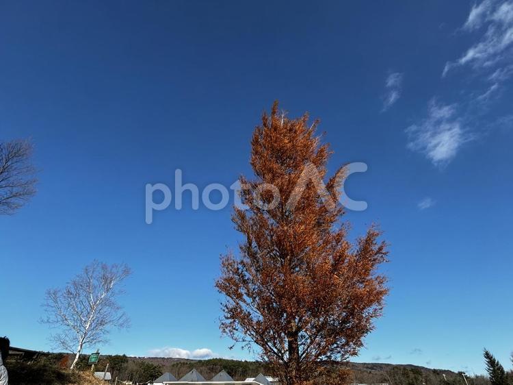 秋の空と木 秋の空,素材,木の写真素材