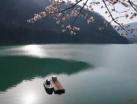 湖畔の幻想的な桜 湖畔の幻想的な桜 桜,春,美しいの写真素材