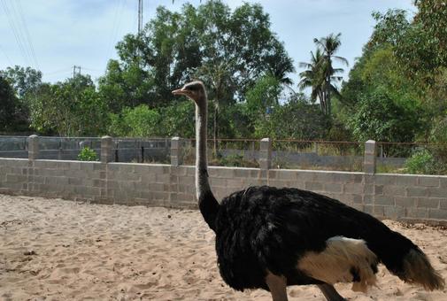 ダチョウ ダチョウ ベトナム,海外,風景の写真素材