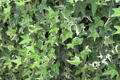 アイビー アイビー,蔦,緑の写真素材