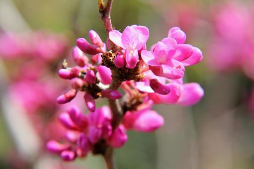 ハナズオウ・花蘇芳 ハナズオウ・花蘇芳の写真