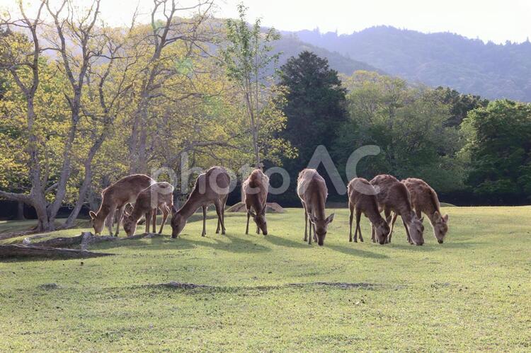 鹿の群れ（奈良公園の飛火野・早朝） 鹿,小鹿,奈良の写真素材