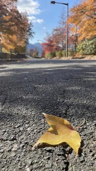 秋のポプラ並木② 秋のポプラ並木②の写真