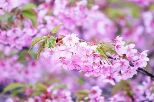 美しい満開の桜の写真