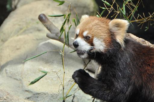 レッサーパンダ レッサーパンダの写真