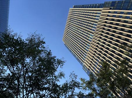 青空と高層ビルと木 青空と高層ビルと木 大阪,高層ビル,ビルの写真素材