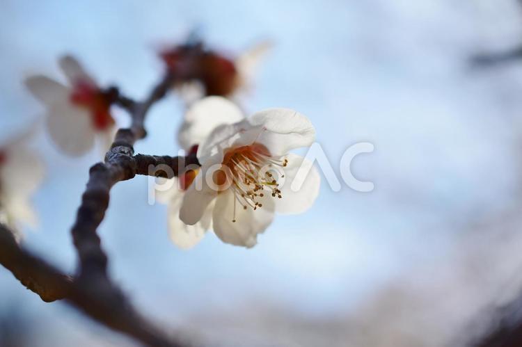 ＜春のイメージ＞梅の花 梅,花,梅の花の写真素材