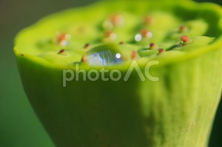 ハスの実に揺らぐ水滴 蓮,蓮の花,ハスの花の写真素材