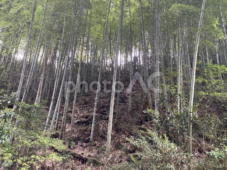 茨城の山の雑木林 茨城,日立,助川の写真素材