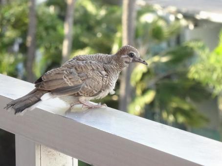 ベランダに飛んで来た鳩 ベランダに飛んで来た鳩 鳩,ベランダ,ハワイの写真素材