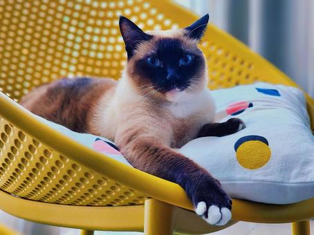 シャム猫 猫,猫の姿,シャム猫の写真素材