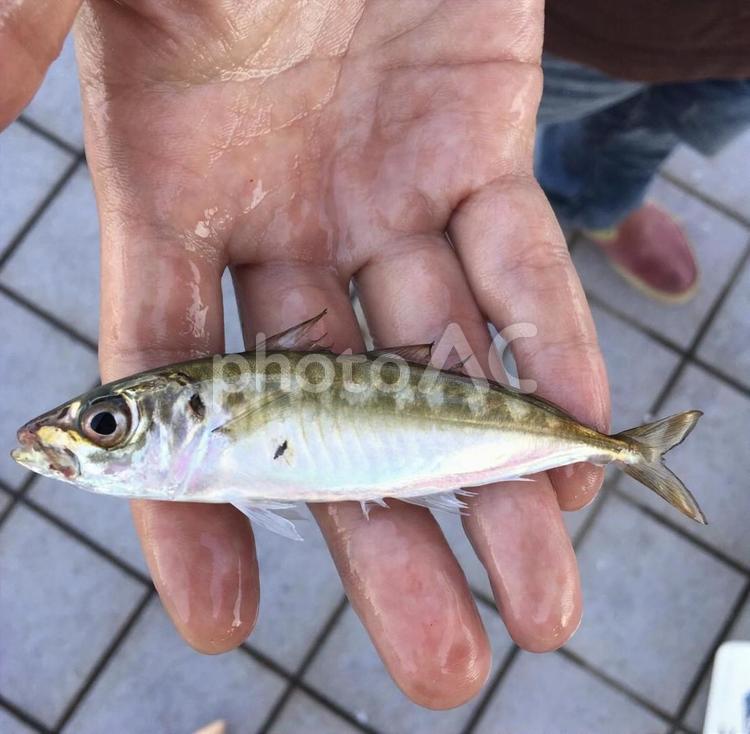 豆アジと手のひら おいしい,キャッチ,フードの写真素材