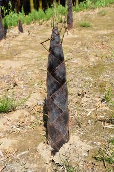 竹の子 春の食材 竹の子,筍,タケノコの写真素材