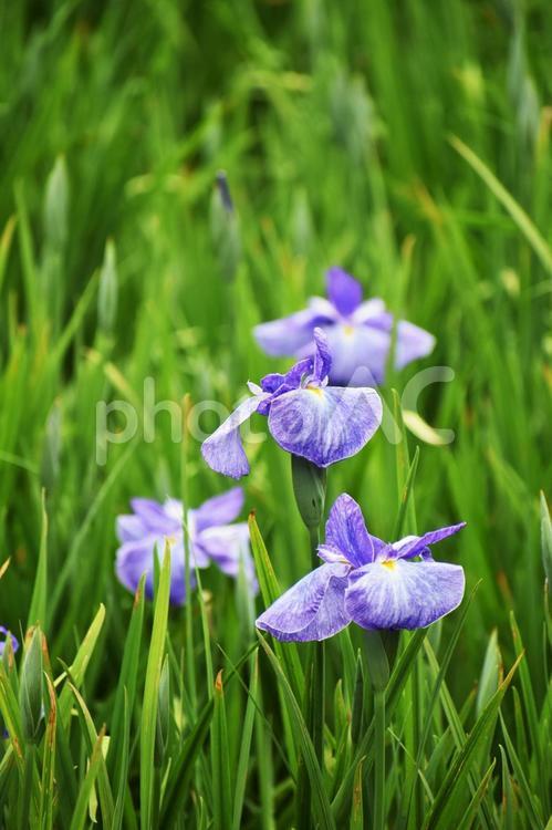 ハナショウブ（花菖蒲） 花菖蒲,ハナショウブ,花の写真素材