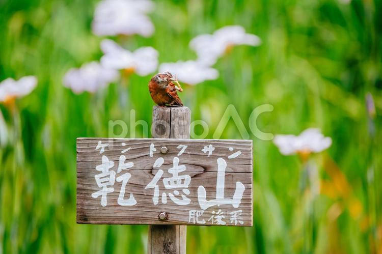 ホオジロさんが体をかいています ホオジロ,野鳥,小鳥の写真素材