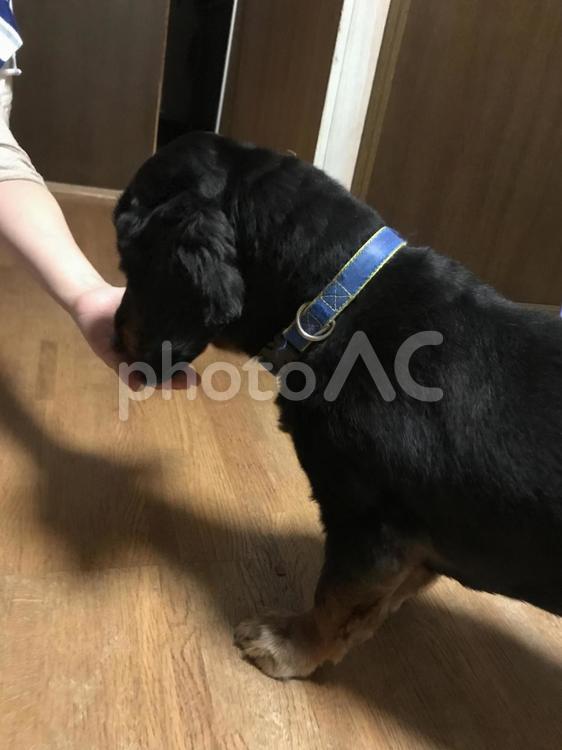 甘えてる？反省中のワン 甘え,反省,犬の写真素材