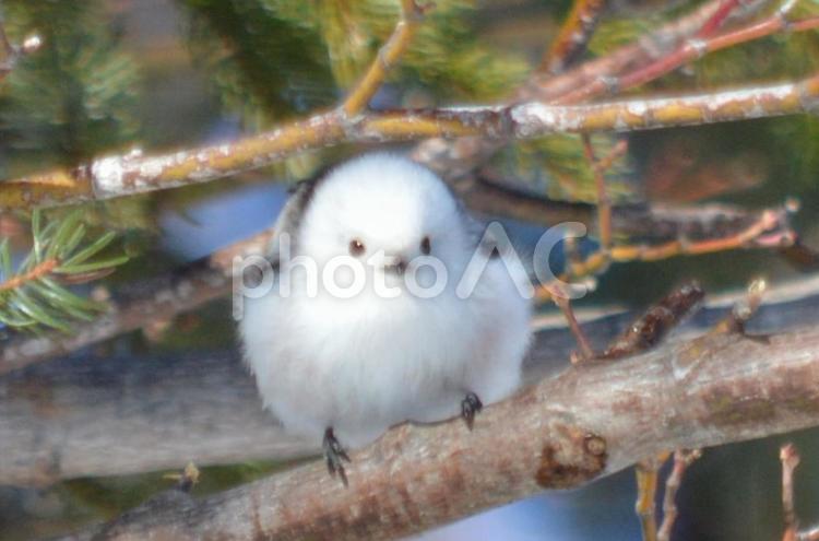 シマエナガ　8　トリミング シマエナガ,エナガ,雪の妖精の写真素材