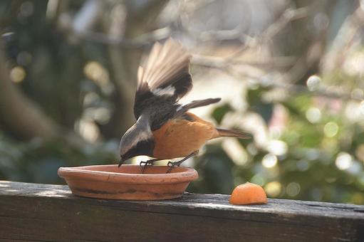 ジョウビタキ・庭に来る鳥 ジョウビタキ,野鳥,オスの写真素材