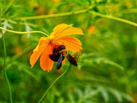 オレンジ色の花にとまる蜂のクローズアップ ハチ,蜂,昆虫の写真素材