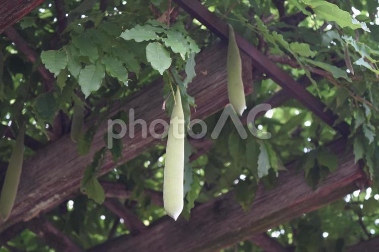 藤棚のフジの実 藤,実,種子豆の写真素材